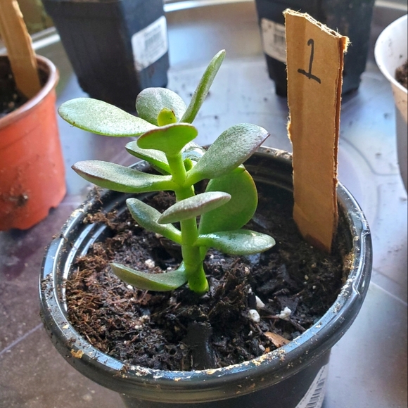#1 *LIVE PLANT* Jade Plant